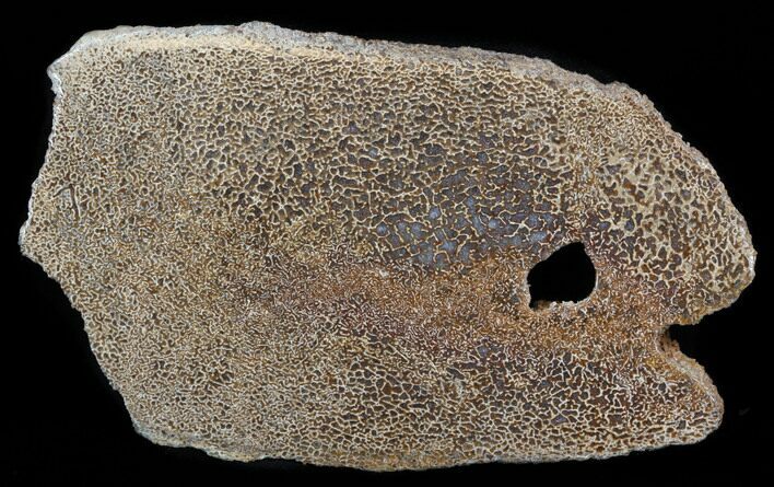 Large Polished Agatized Dinosaur Bone Section - #38815